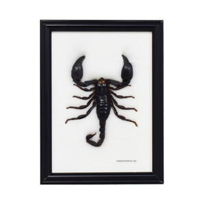 Scorpion