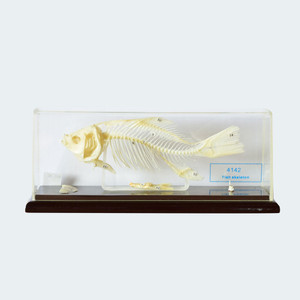 Fish Skeleton