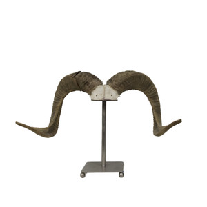 Ram Skull on a Stand