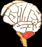 Brain Zipper Pull