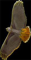 Red-Tailed Hawk Zipper Pull