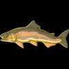 Rainbow Trout Zipper Pull