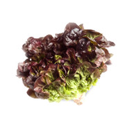 Lettuce - Red Oak