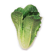 Lettuce - Baby Cos