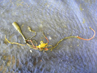 Mercury Mariner of 200HP 1992 Wire Wiring Engine Motor Cable