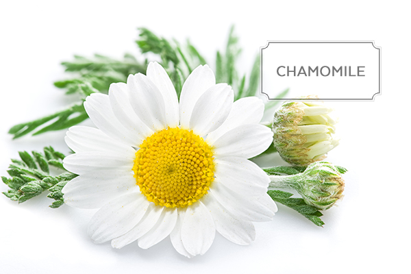 chamomile1.jpg