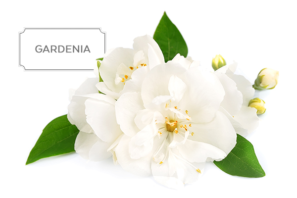 gardenia1.jpg