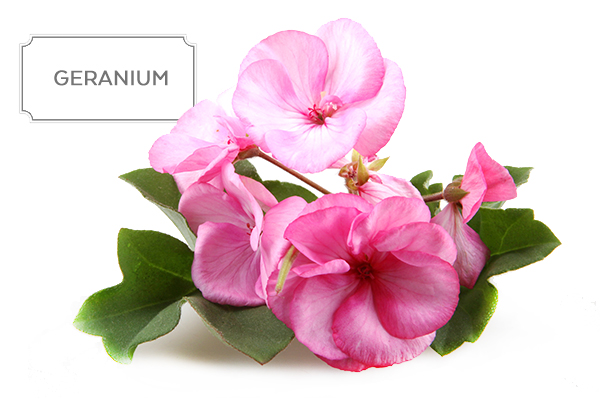 geranium1.jpg