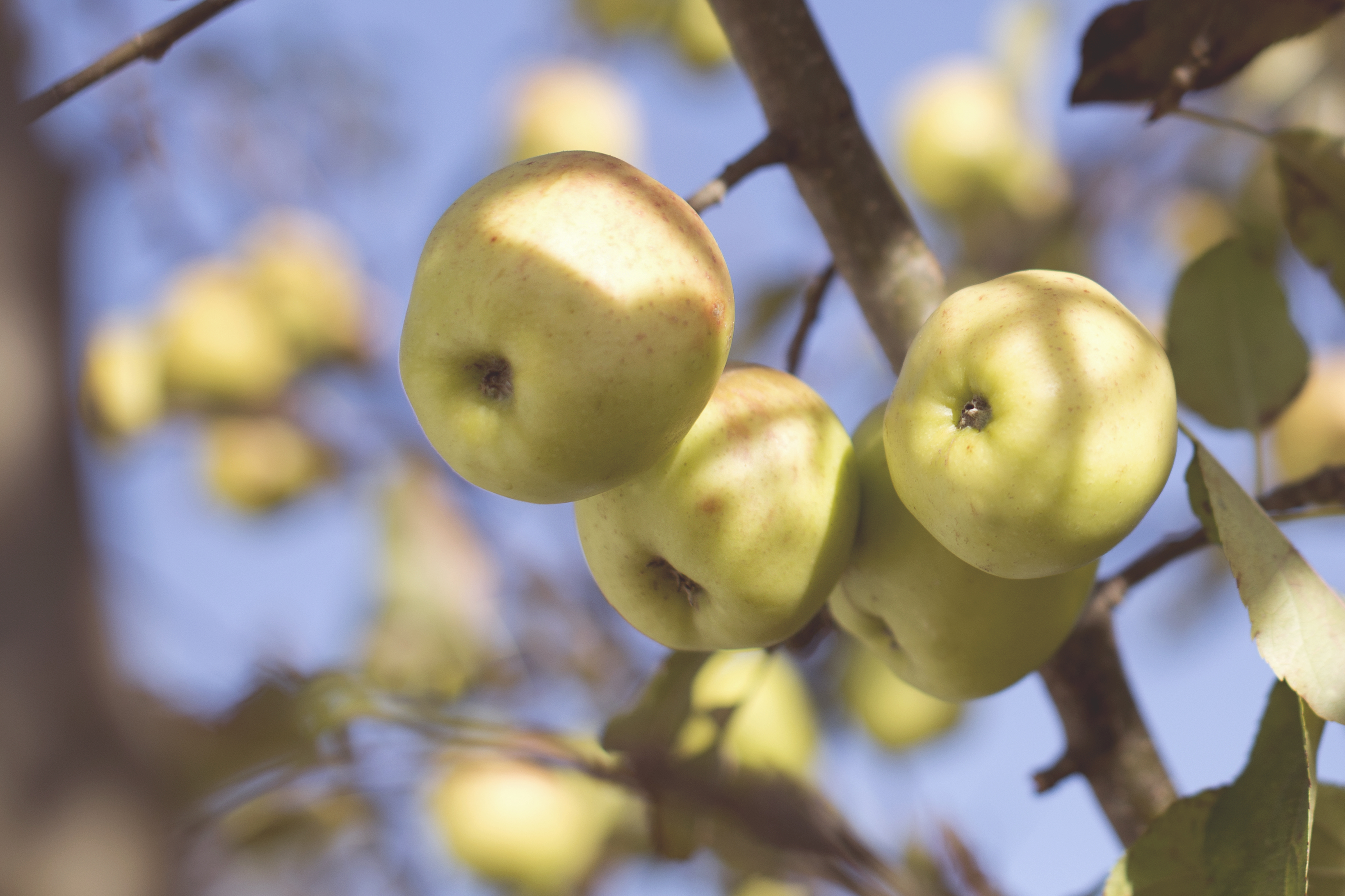 Apple Tree