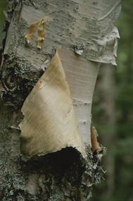 Close view of paper birch bark
