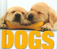 Dogs (Minicube)