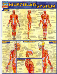 Muscular System Quick Study Reference Guide (Quick Study Academic)