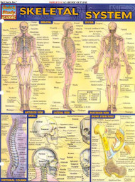 Skeletal System Quick Study Reference Guide (Quick Study Academic)
