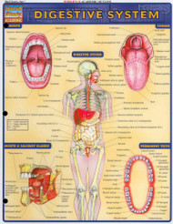 Digestive System Reference Guide (Quick Study Academic)