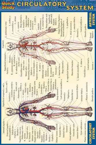 Circulatory System Reference Guide (Quick Study)