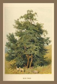 Box Tree (Paper poster printed on 12 x 18 stock.)
