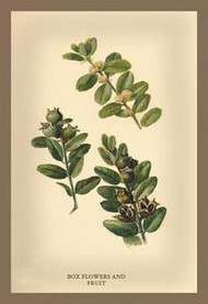 Box Flowers and Fruits (Gold Framed and matted 12 x 18 print.)