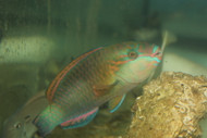 Quoyi Parrotfish (4-6")