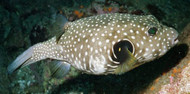 Stars and Stripes Pufferfish 3-4"