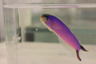 Purple Tilefish (4-5")