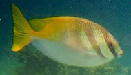 Double-Bar Rabbitfish (4")