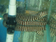 Zebra Moray Eel (12")