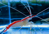 Cleaner Shrimp-Large