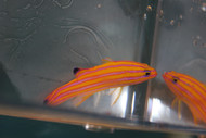 Candy Basslet | Liopropoma Carmabi