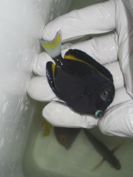 Gold Rimmed Surgeonfish-3-4"