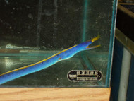 Blue Ribbon Eel