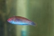 Blue sided fairy wrasse