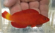 Magma Wrasse (Cirrhilabrus sp)-Newly discovered wrasse (male)