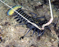 Spiny Blue Lobster