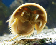 Horseshoe Crabs (2-3") | Limulus polyphemus