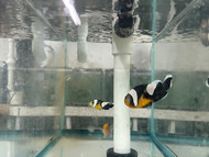 Black & Gold Saddleback Clownfish Pair (PNG)