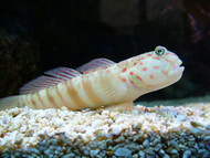 Pink Spotted Shrimp Goby (4")
