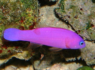 Purple Pseudochromis