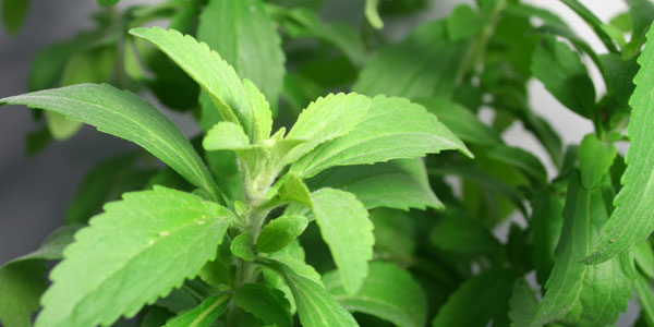 yns-stevia-plants.jpg