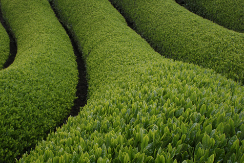 What is matcha? - tea garden