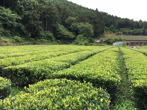 The tea garden of Mr. Ota