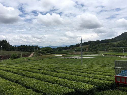 Views of Ureshino, tea producing areas2