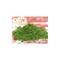 Kyoto Premium Kitchen Grade Matcha 100g (3.52oz)