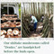Handpicked_Dried Shiitake Mushrooms