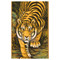 Tiger (A) - with Paulownia Wood Double Box