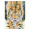 Tiger (D) - with Paulownia Wood Box