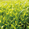 [JAS Certified Organic] Mountain-grown Fukamushi Yabukita Sencha green tea 100g (3.52oz) - image1