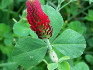 Crimson Clover Coated 