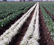 Sweet Alyssum