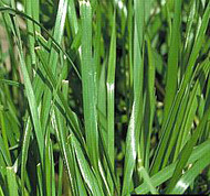 Tetraploid Annual Ryegrass