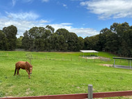 Dryland Horse Pasture